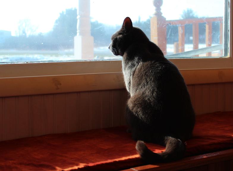 Whisper, out clinic cat, sitting at the window looking at the parking lot one morning.